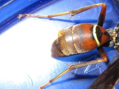 Strepsiptera