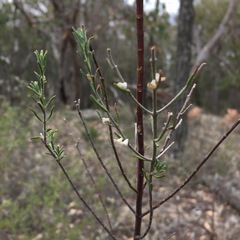 Prostanthera saxicola