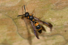 Symmorphus ornatus