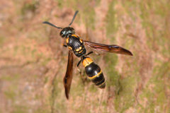 Symmorphus ornatus