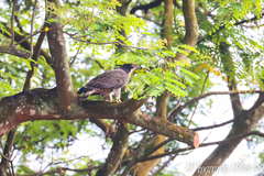 Pernis ptilorhynchus torquatus