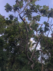 Artocarpus camansi