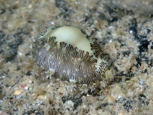 Monetaria moneta observed 2025-07-31