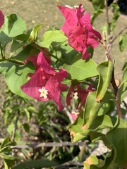 Bougainvillea