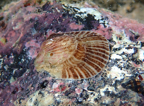 Isognomon perna observed 2025-07-31