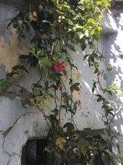 Passiflora tripartita mollissima