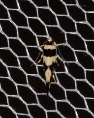 Macrobathra trithyra