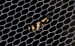 Macrobathra trithyra