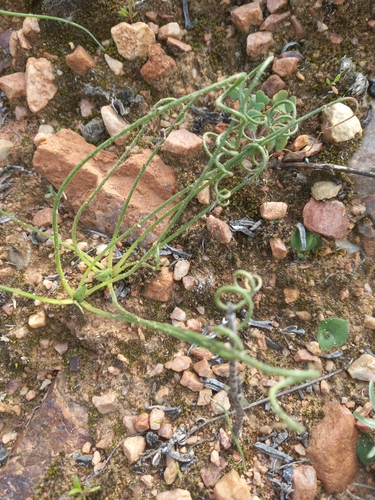 Albuca viscosa