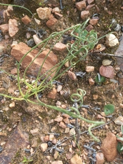 Sticky Albuca (Albuca viscosa)