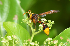 Delta pyriforme pyriforme