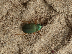 Chlaenius sericeus
