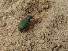 Chlaenius sericeus