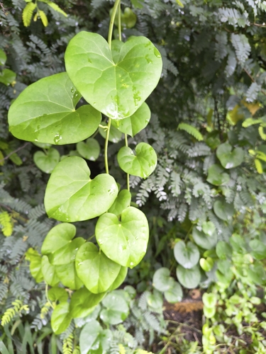 Tinospora cordifolia, photograph 2