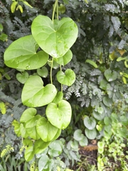 Tinospora cordifolia, photograph Raja Sekhar Chimirala, CC BY, iNaturalist via GBIF