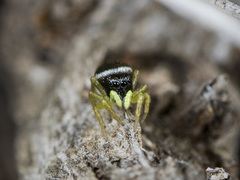Heliophanus curvidens