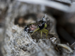 Heliophanus curvidens