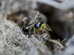 Heliophanus curvidens