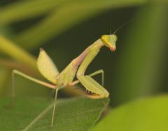 Tarachomantis