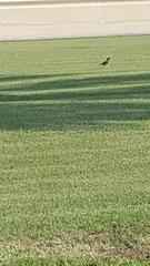 Lamprotornis superbus