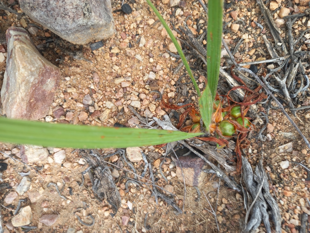 Babiana radiata, Western Cape, ZA