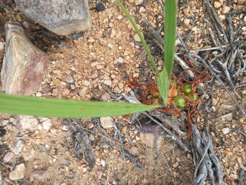 Babiana radiata