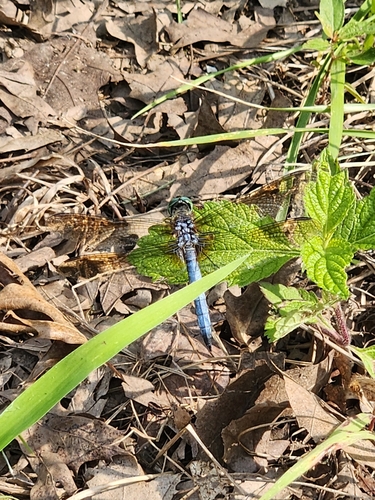 Blue Dasher