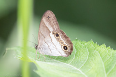 Euptychoides laccine