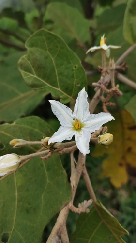 Solanum hayesii