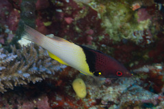 Bodianus mesothorax
