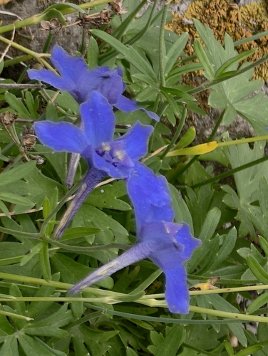 Siberian larkspur