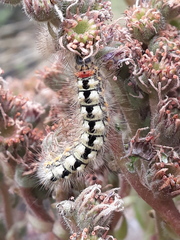 Acronicta euphorbiae