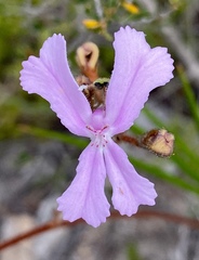 Stylidium pilosum