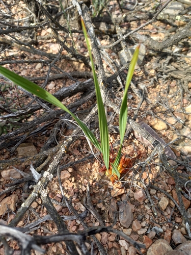 Monsruber Bobbejaantjie (Babiana radiata)