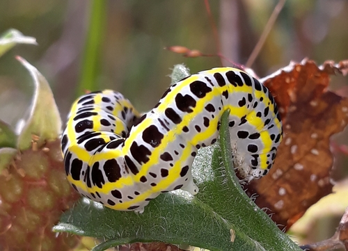 Toadflax Brocade Moth