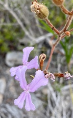 Stylidium pilosum