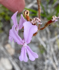 Stylidium pilosum