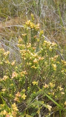 Penaea mucronata