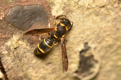 Parancistrocerus kuraruensis
