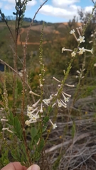 Freylinia longiflora