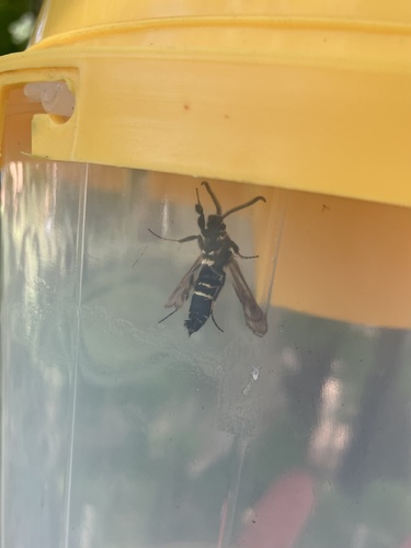 Dusky Clearwing Moth photo 3