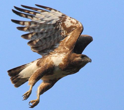 Madagascar Buzzard