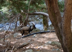 Capra hircus cretica