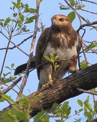 Buteo brachypterus