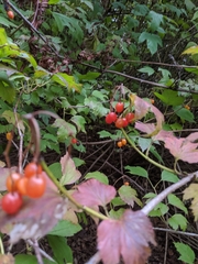 Viburnum opulus