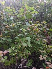 Viburnum opulus