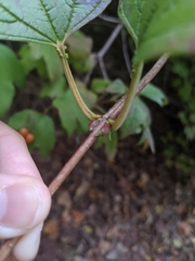 Viburnum opulus