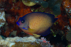 Centropyge bispinosa