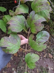 Viburnum opulus