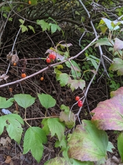 Viburnum opulus